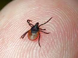 Що робити, якщо вас укусив кліщ